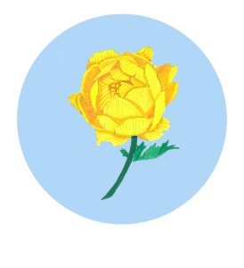 Zeichnung einer Glatzer Rose (Gouache)