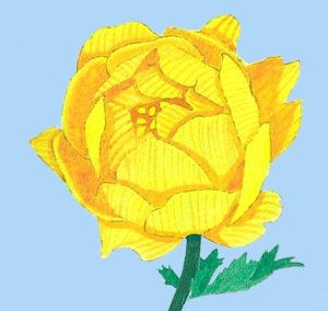 Zeichnung einer Glatzer Rose (Gouache)