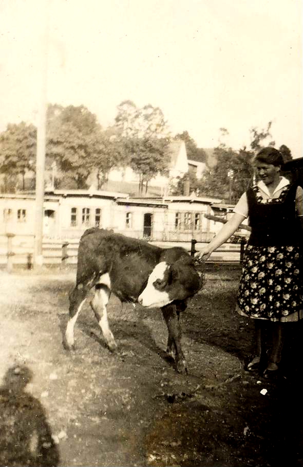 Auf dem Foto vermutlich aus dem Jahr 1932: Agnes Zimmer mit einem Kälbchen auf dem Hilbig Hof, Königswalde Nr. 137