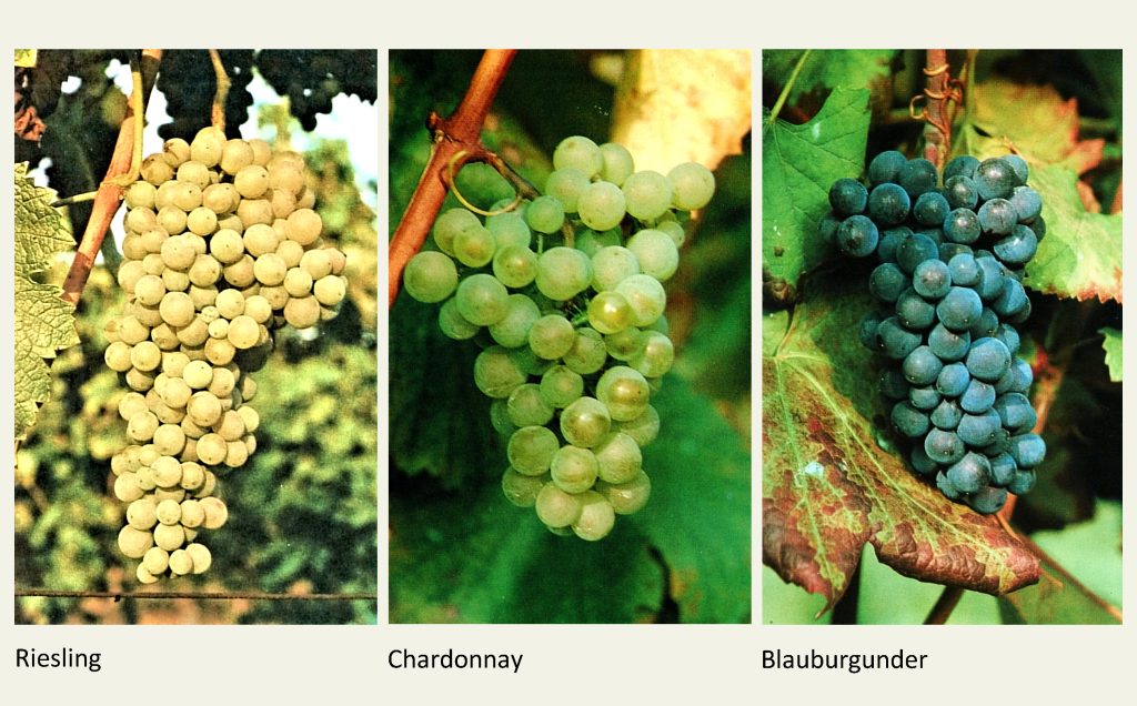 Weintrauben der Sorten Riesling, Chardonnay und Blauburgunder