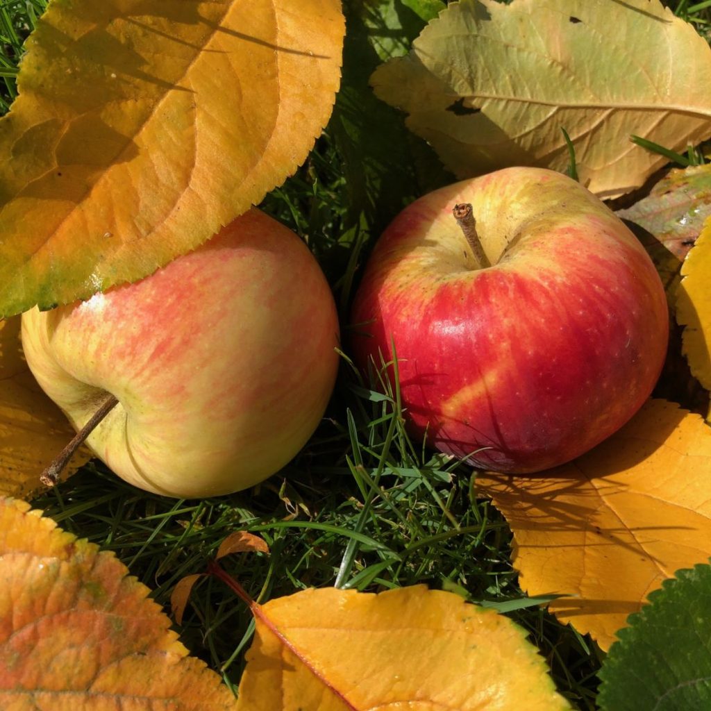 Herbstäpfel