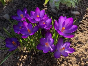 Krokusse in der Frühlingssonne