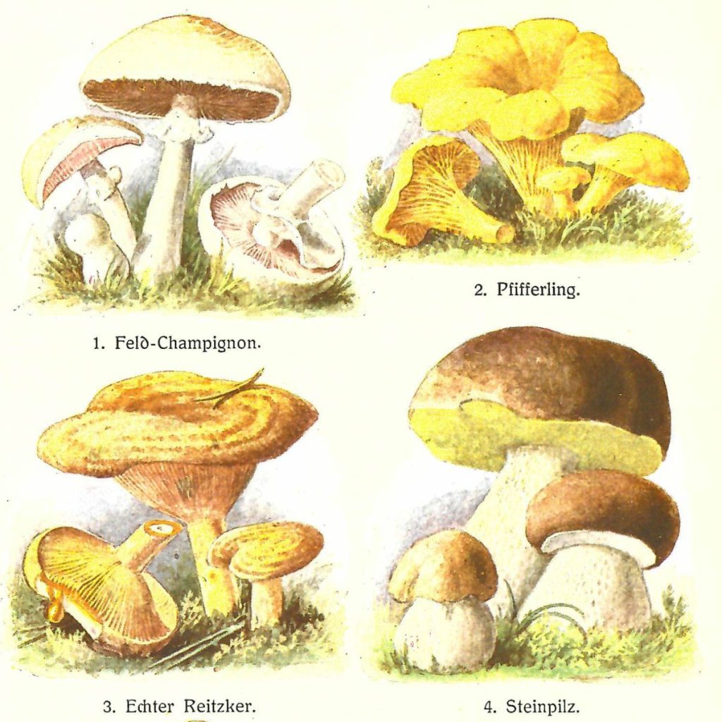 Naturkundebild Speisepilze