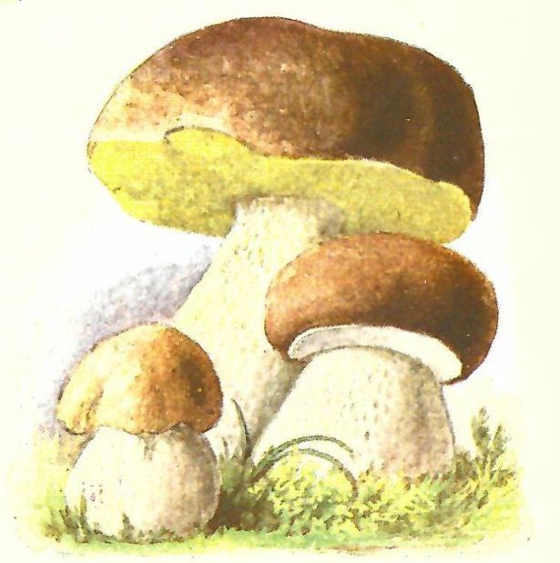 Naturkundebild Steinpilz