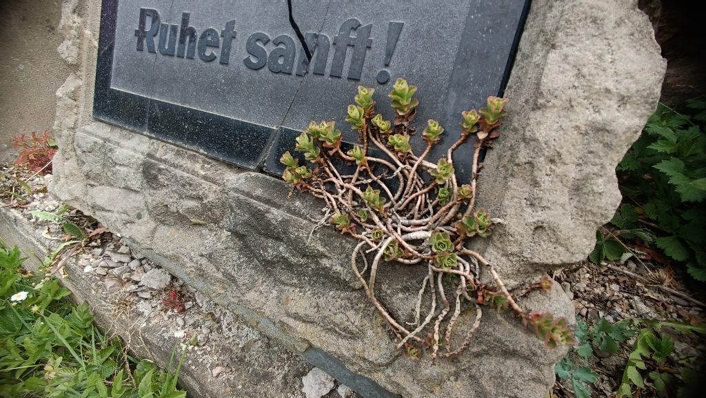 Ein Grabstein auf dem Friedhof in Krainsdorf